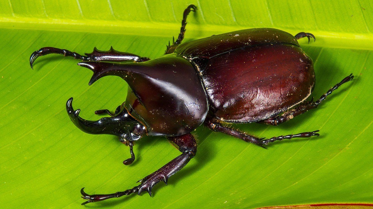 How Climate Change Drives Beetle Population Booms